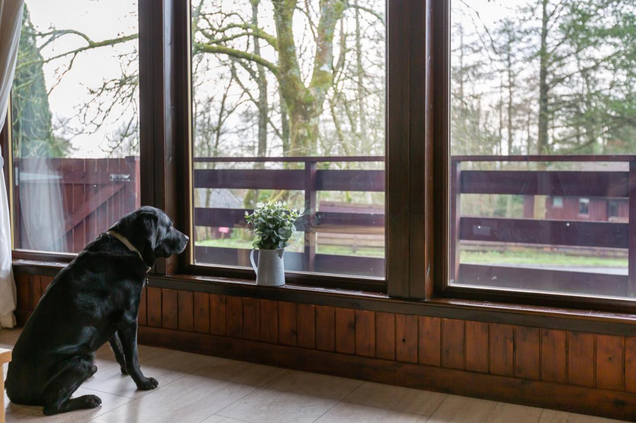 Bluebell Lodge 4 With Hot Tub Newton Stewart Dış mekan fotoğraf
